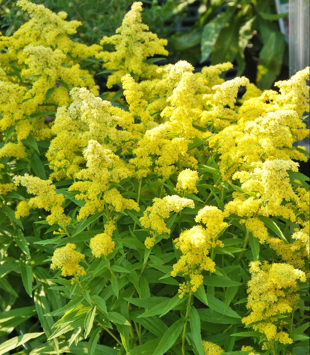 Solidago 'Little Lemon'